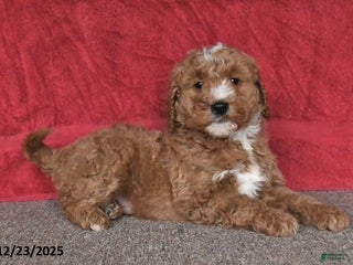 Mini Goldendoodle dogs Ben - Ad 14