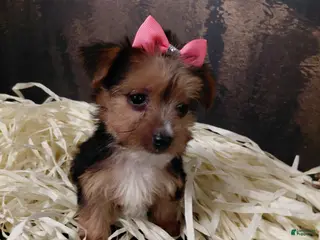 Yorkshire Terrier dogs Yorkshire Terrier Puppy 2 - Ad 23
