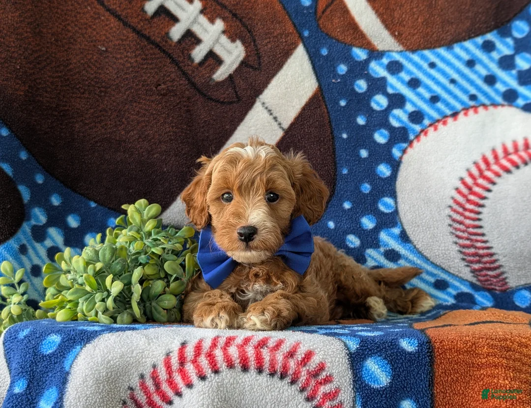 Cockapoo dogs for sale: Braedon Hypoallergenic - Ad 6