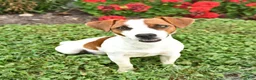 Jack Russell Terrier dogs for sale: Buddy - Ad 4