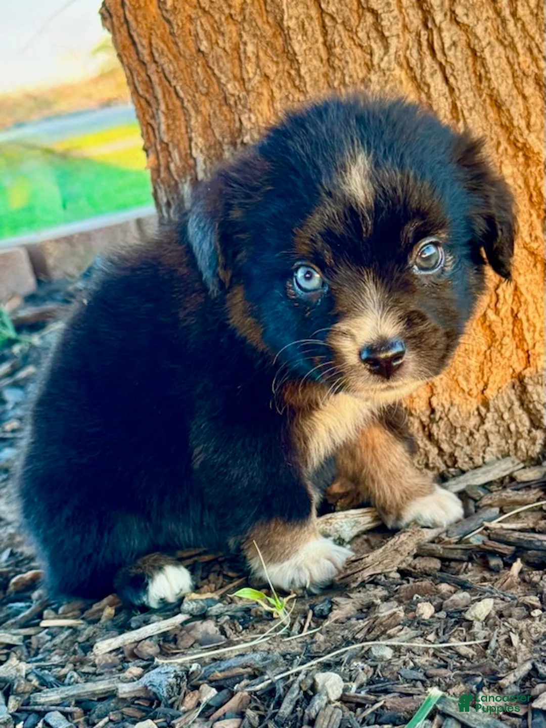 Miniature Australian Shepherd dogs for sale: Yankee - Ad 5