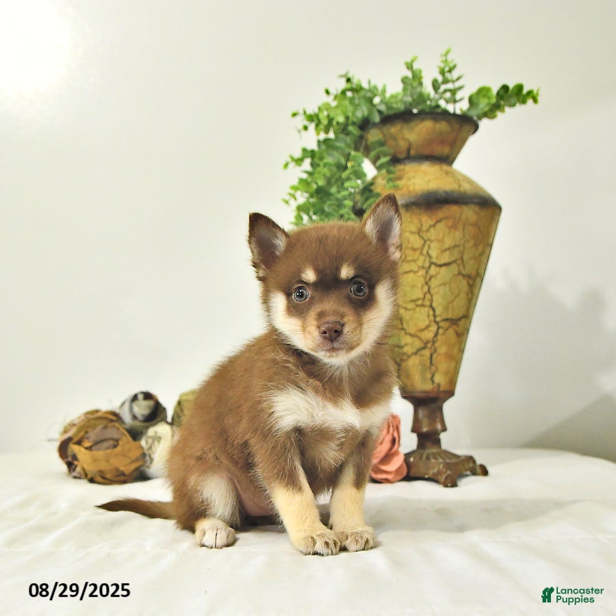 Pomsky Puppies Small Husky Breed For Sale Pomsky Puppies For Sale