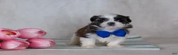 Mixed Breed dogs for sale: Duke - Ad 8