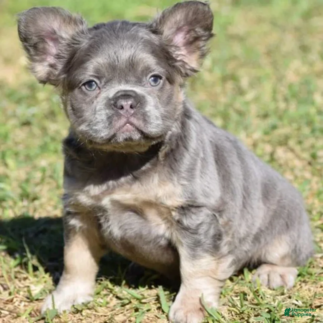 Gallery Image {{count}}