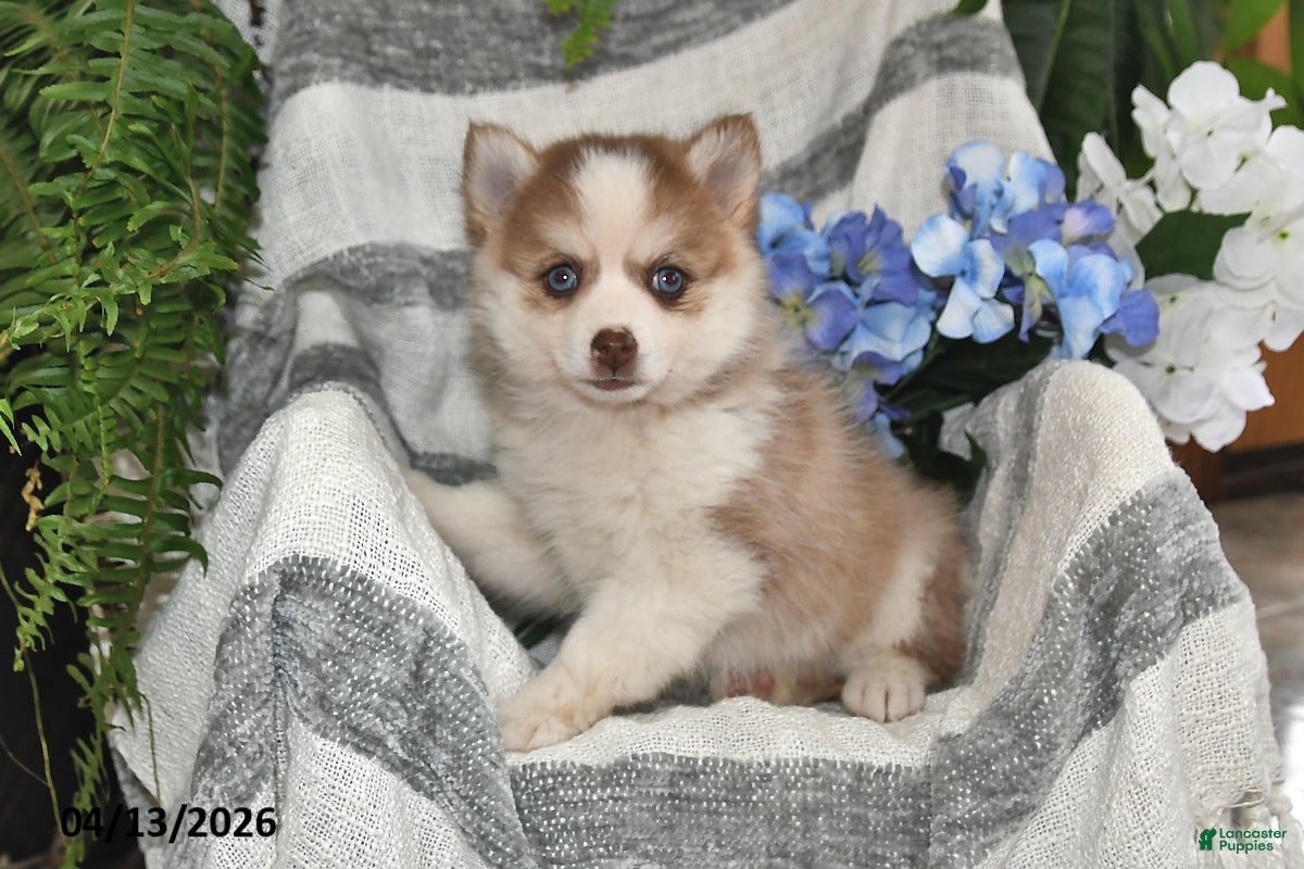 Pomsky dogs Cream Puff - Ad 2