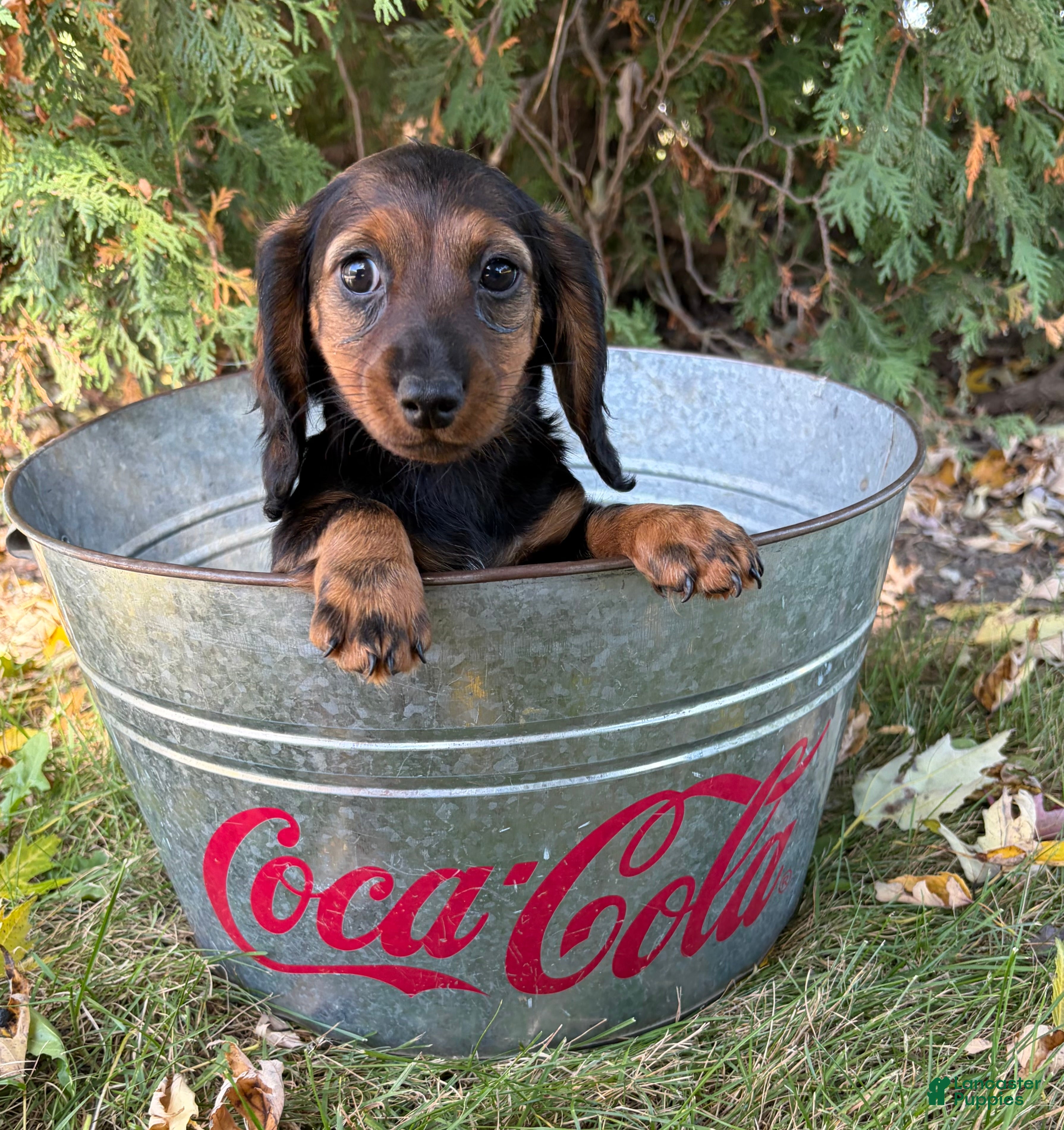 Miniature Dachshund dogs Demi - Ad 2