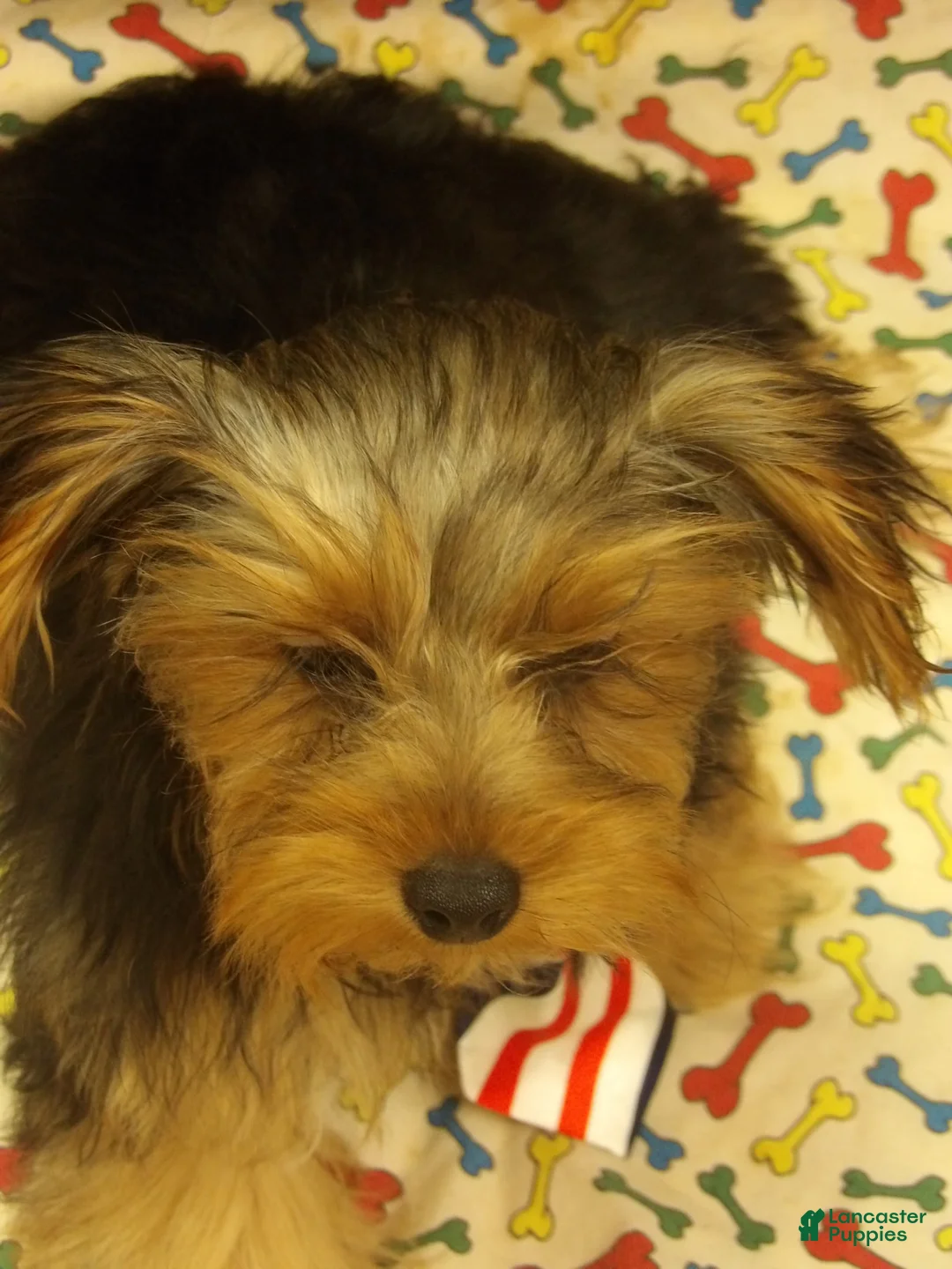 Yorkshire Terrier dogs for sale: Stuart - Ad 9
