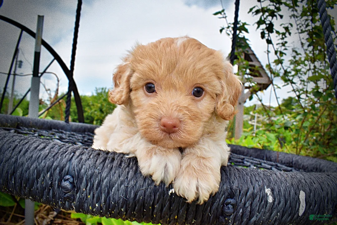 Havapoo dogs for sale: Valor - Ad 2