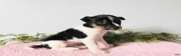 Jack Russell Terrier dogs for sale: Tootsie  - Ad 5