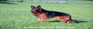 German Shepherd 6