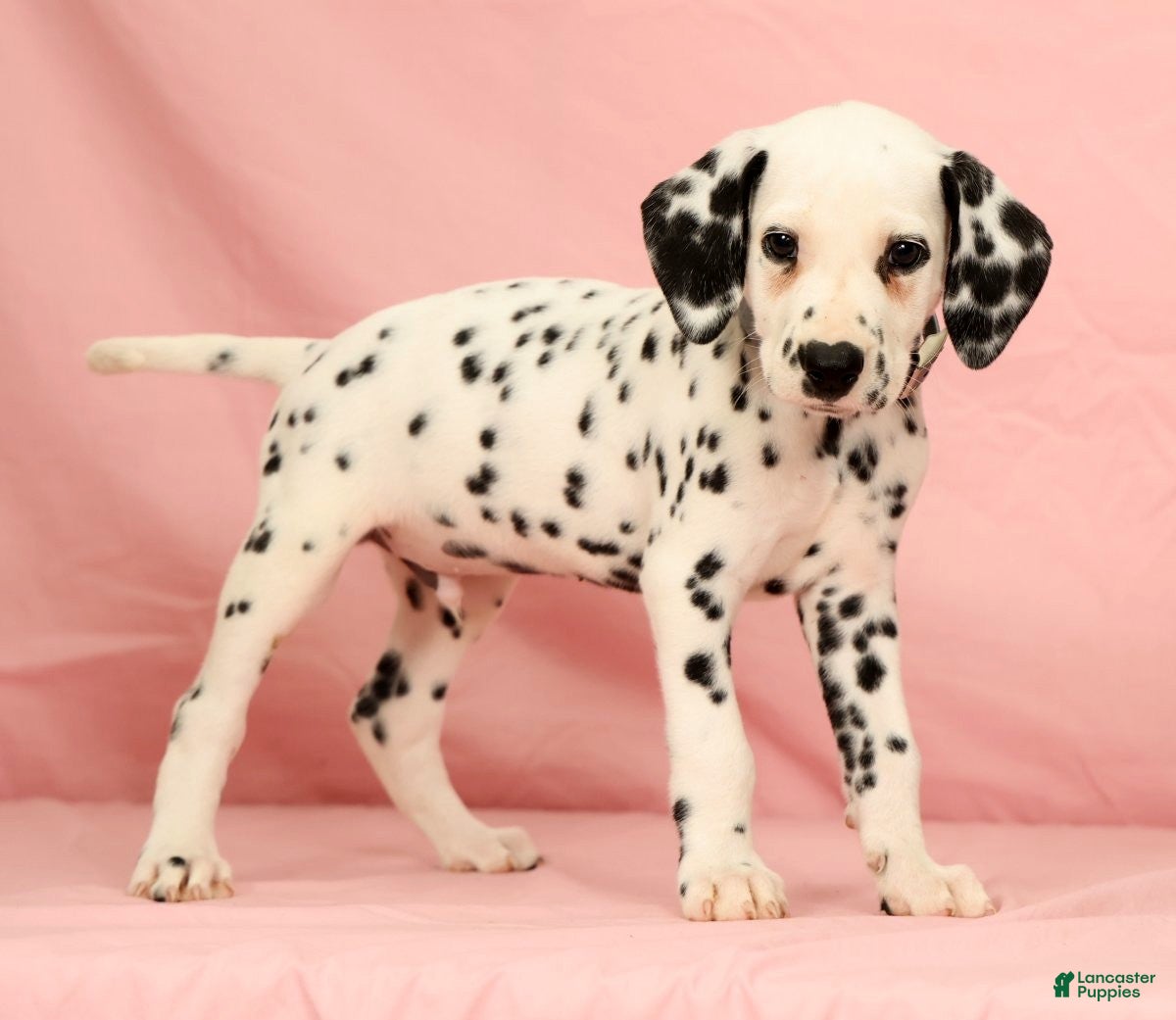 Dalmatian dogs Ringo - Ad 1