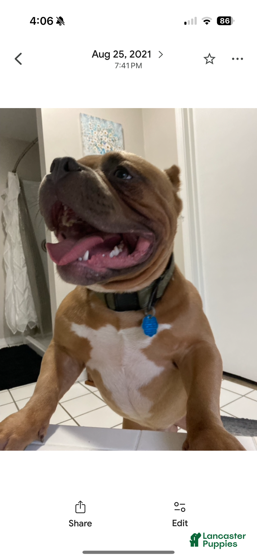 American Bully dogs for sale: Millie  - Ad 6
