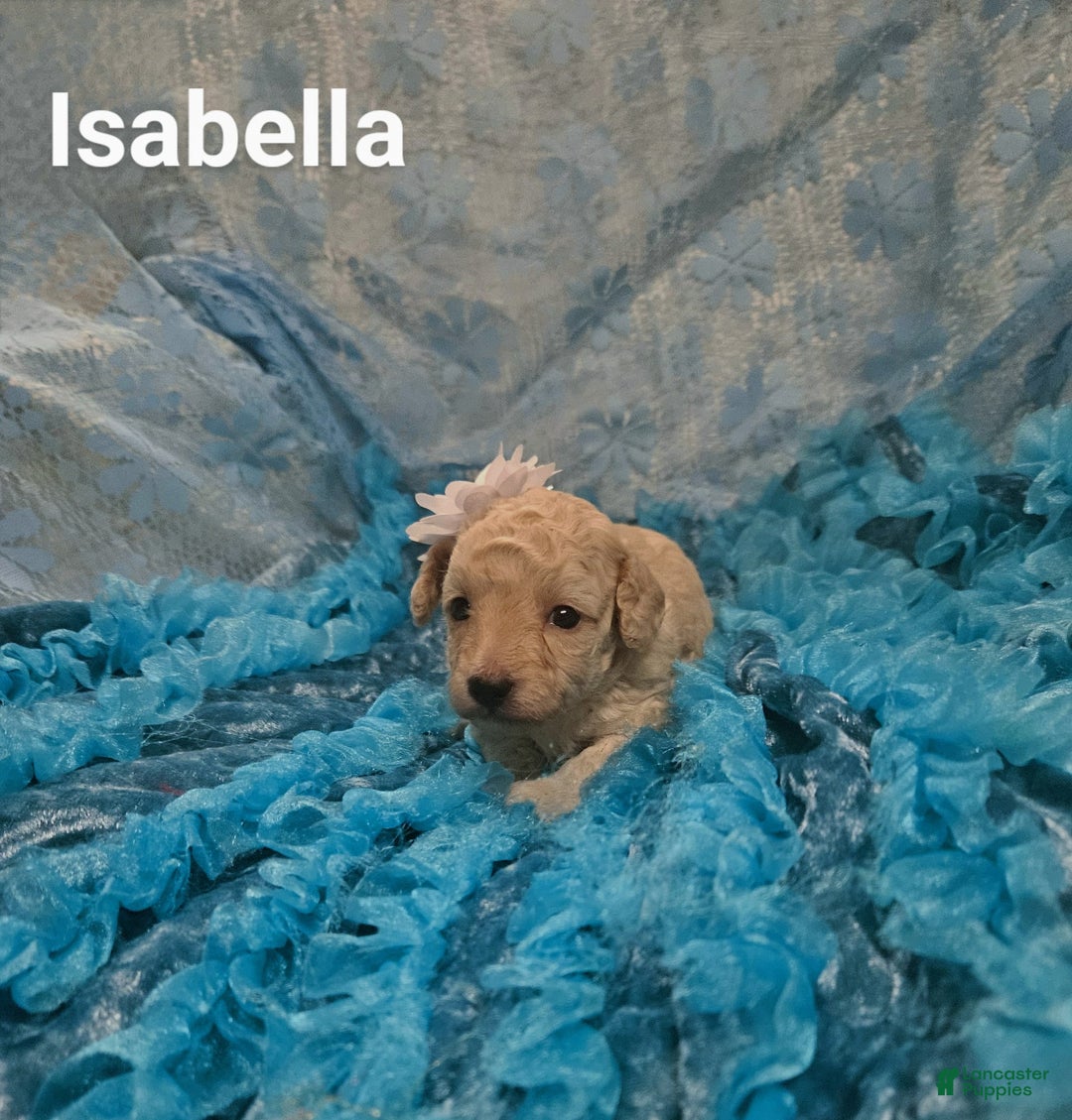 Toy Poodle dogs for sale: Faith - Ad 1