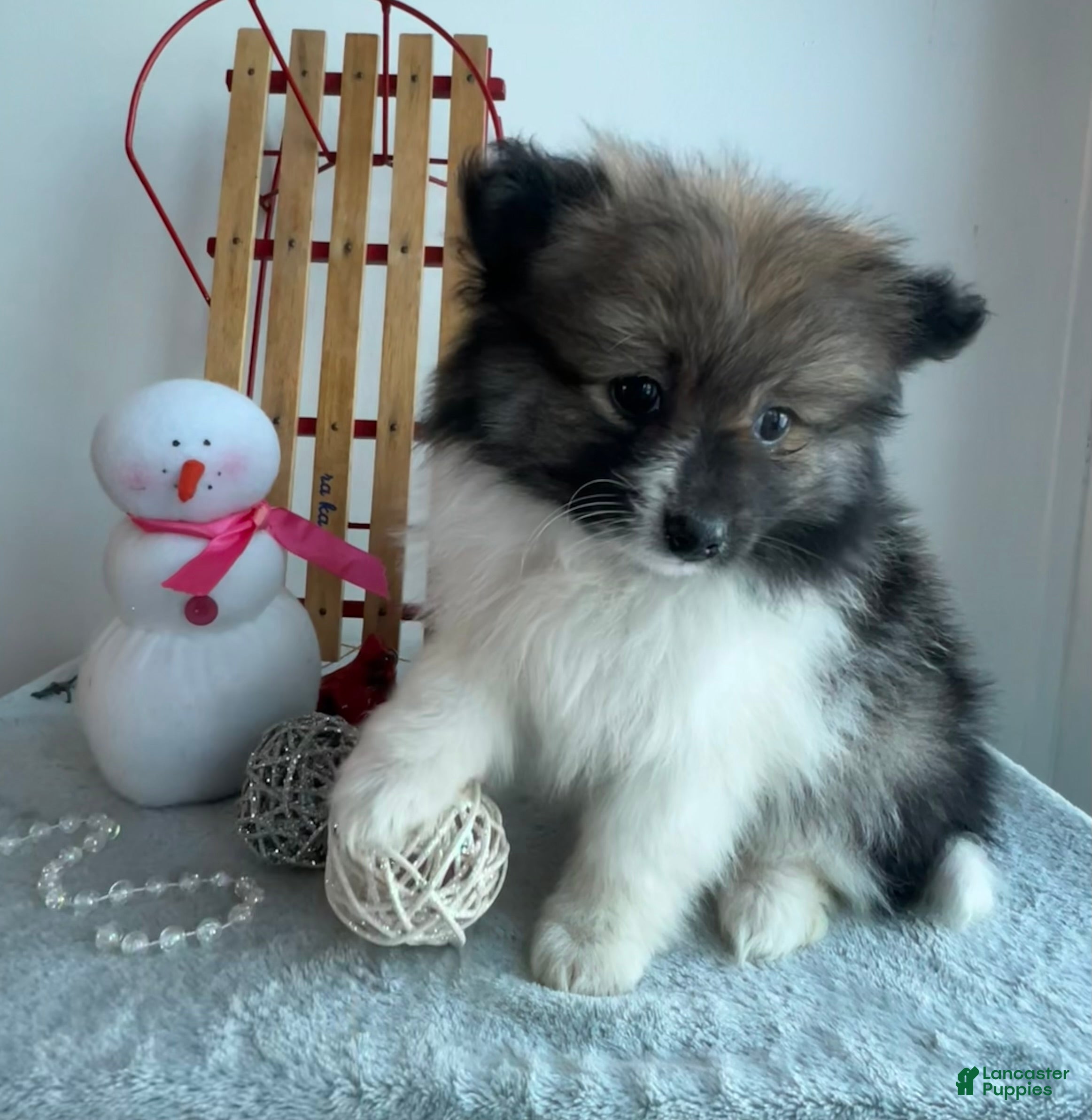 Pomeranian dogs Frisky - Ad 19