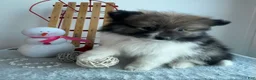 Pomeranian dogs for sale: Frisky - Ad 1