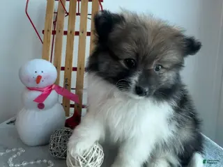 Pomeranian dogs Frisky - Ad 19