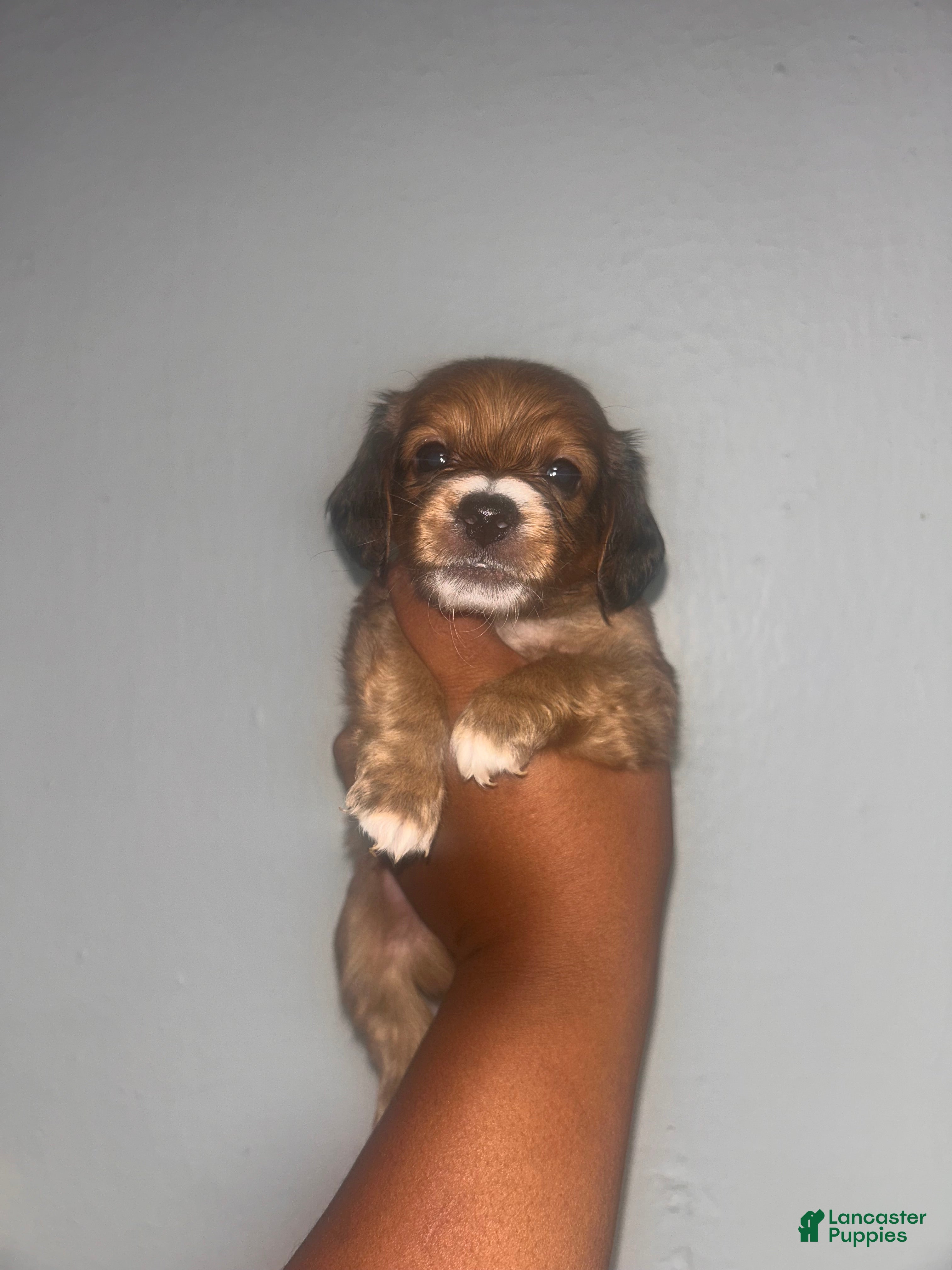 Mixed Breed dogs Wonder biscuit 🐶 🍞  - Ad 42