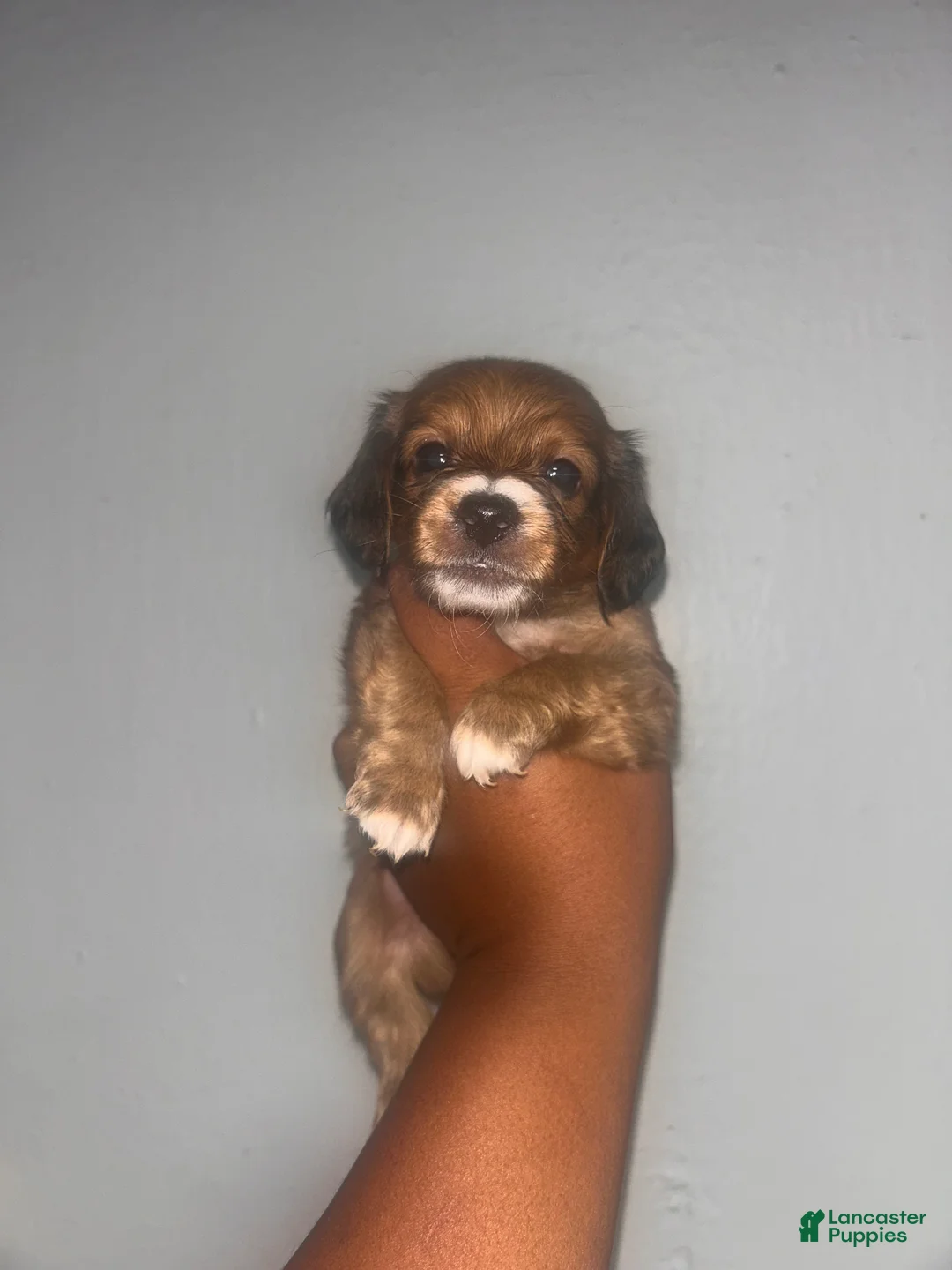 Mixed Breed dogs for sale: Wonder biscuit 🐶 🍞  - Ad 1