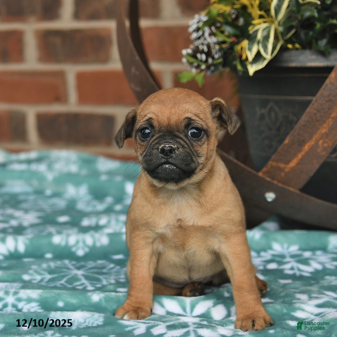 Jug dogs for sale: Candy Cane  - Ad 3