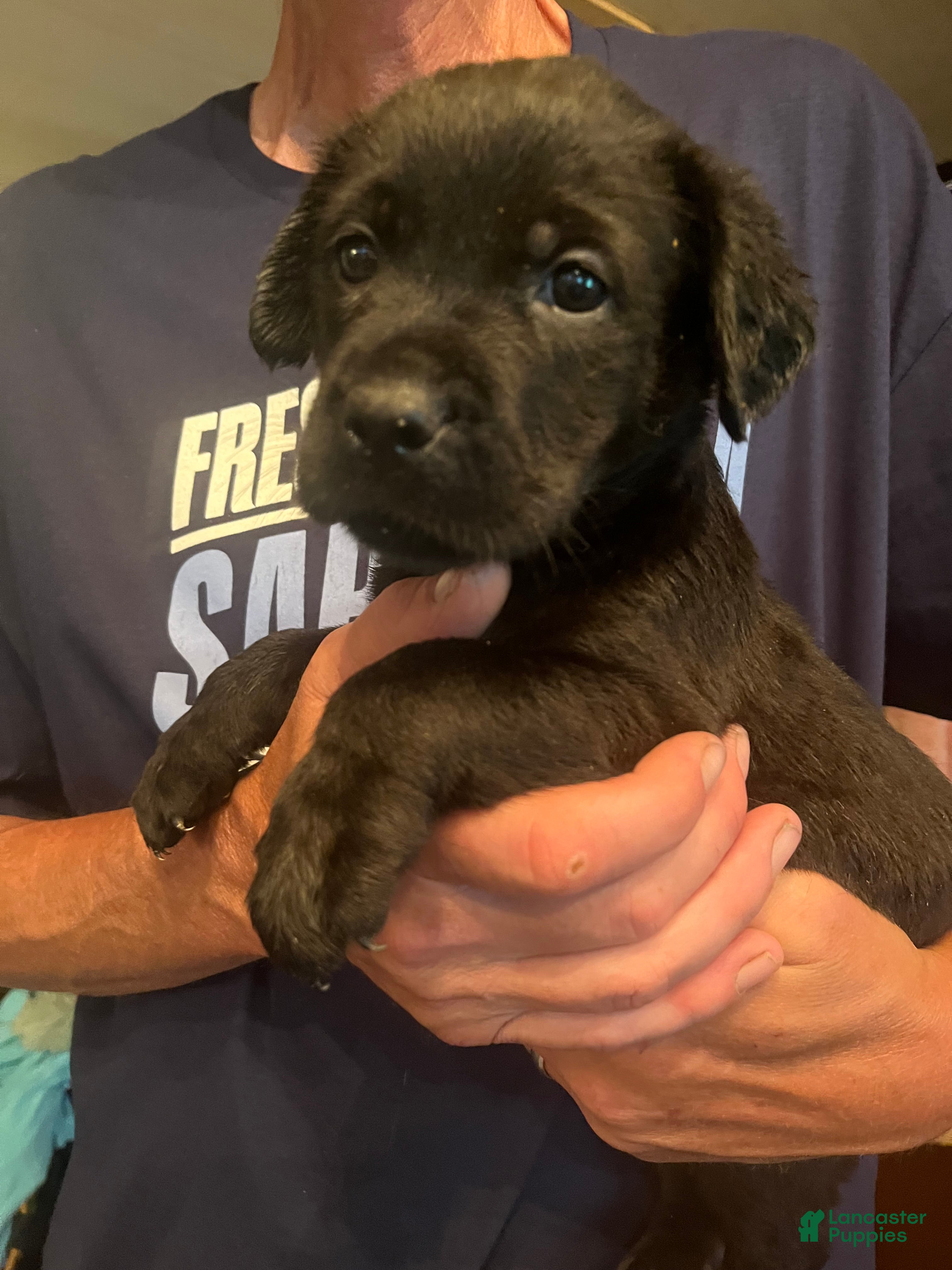 Mixed Breed dogs Mixed Breed 2 - Ad 1