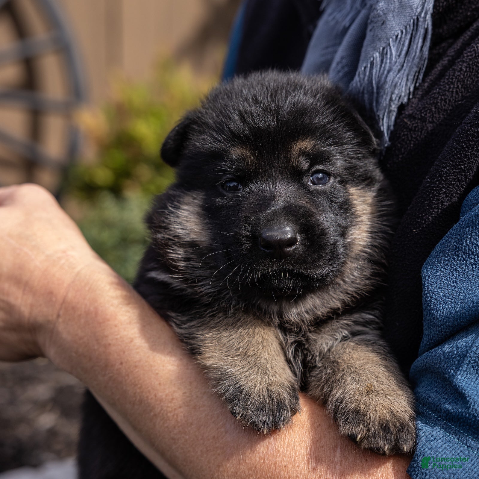 German Shepherd dogs Grace  - Ad 1