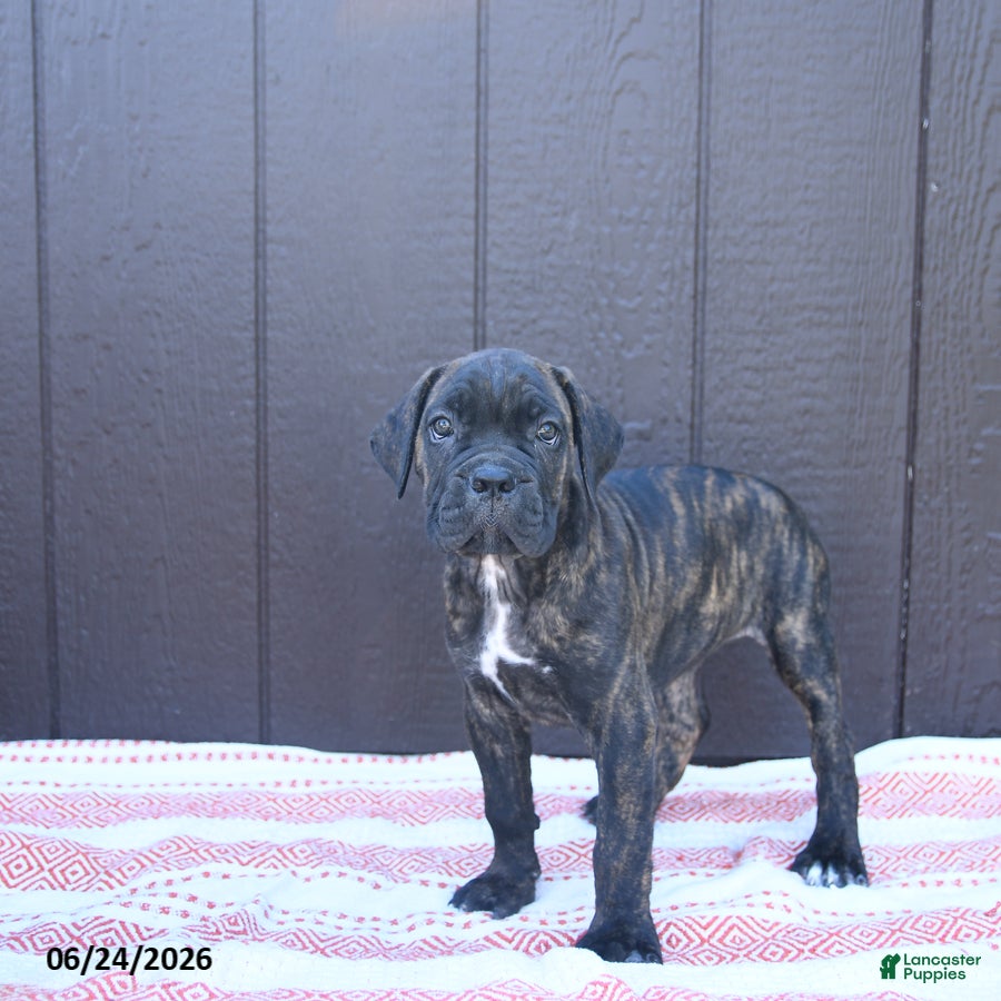 Cane Corso dogs Carmen - Ad 2