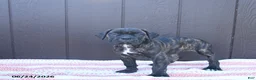 Cane Corso dogs for sale: Carmen - Ad 2