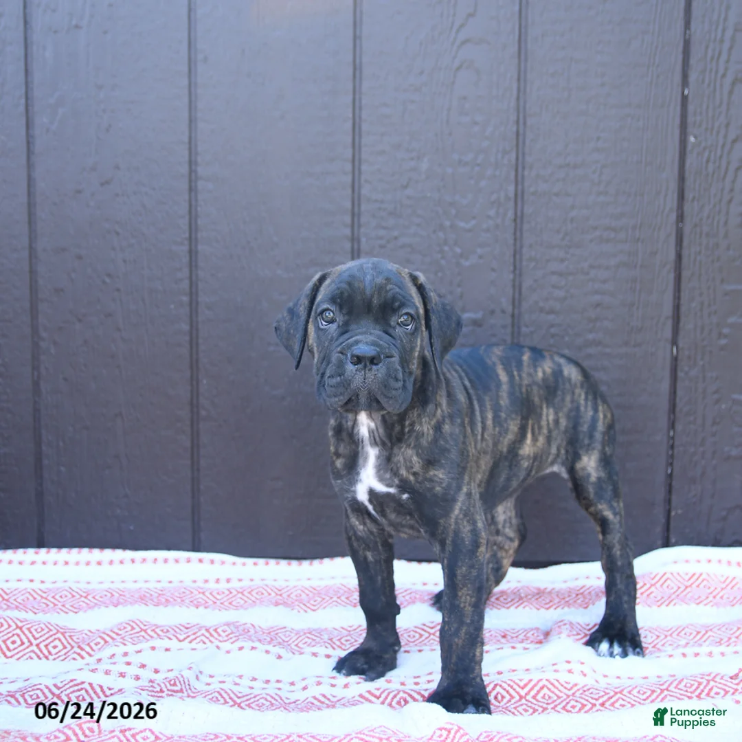 Cane Corso dogs for sale: Carmen - Ad 2