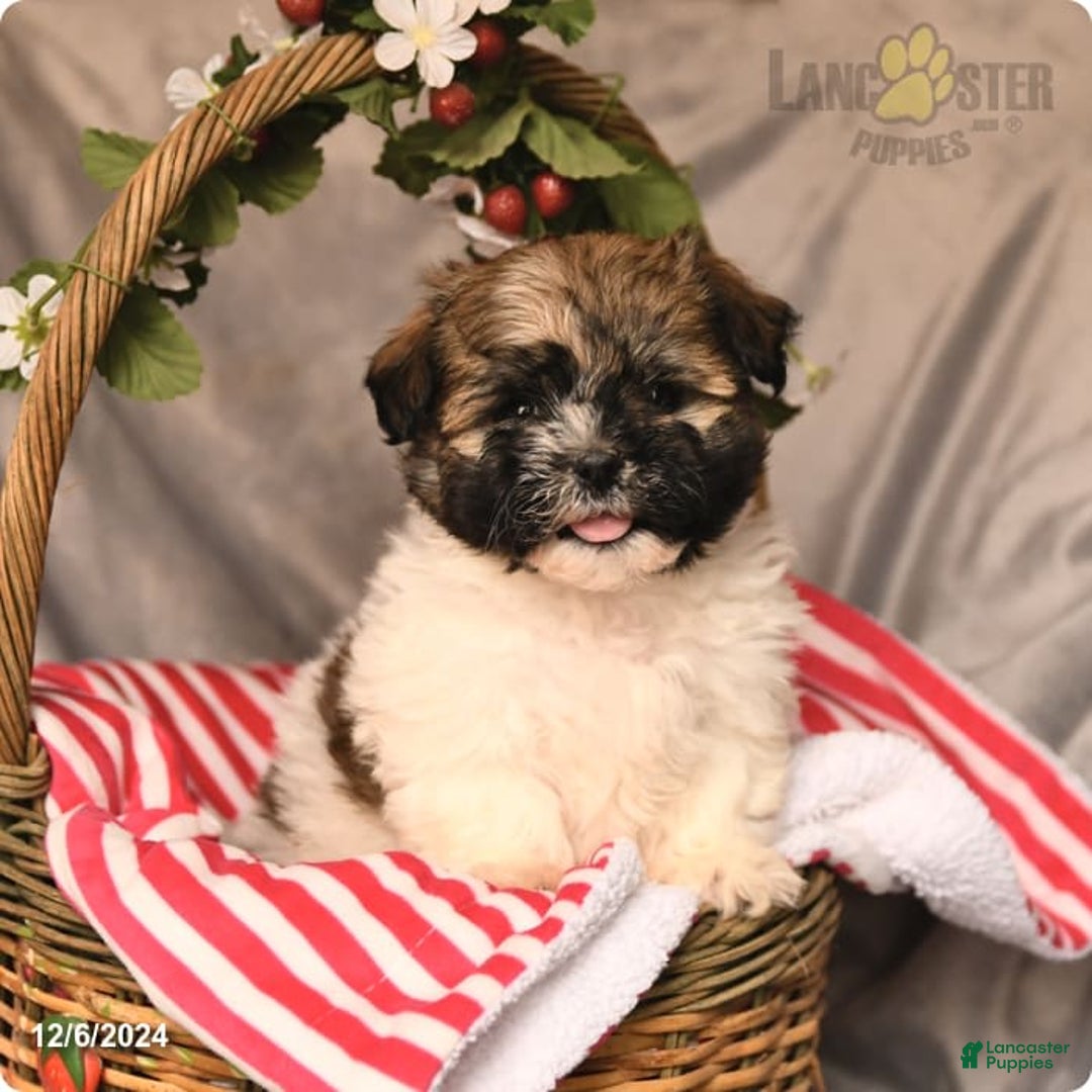 Gallery Image {{count}}