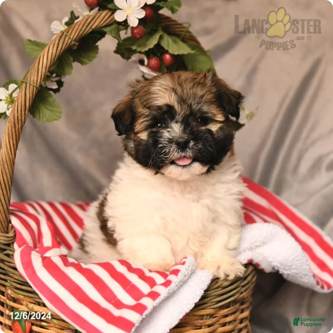 Gallery Image {{count}}