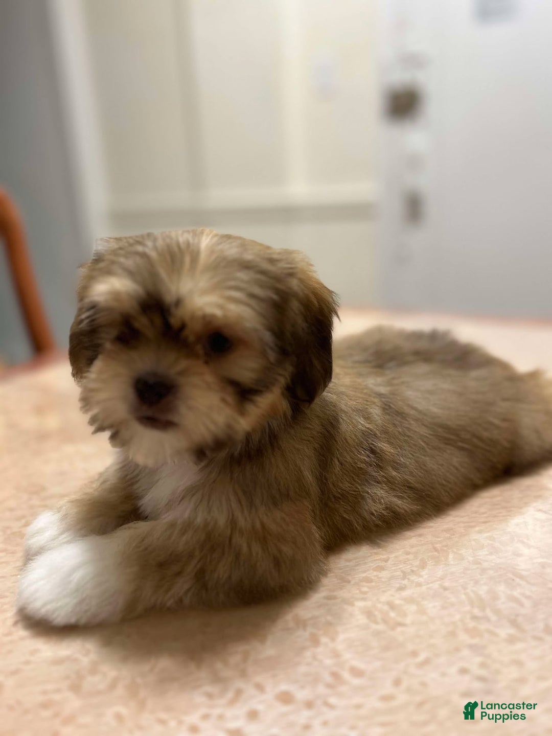 Shih Tzu dogs for sale: Jess - Ad 3