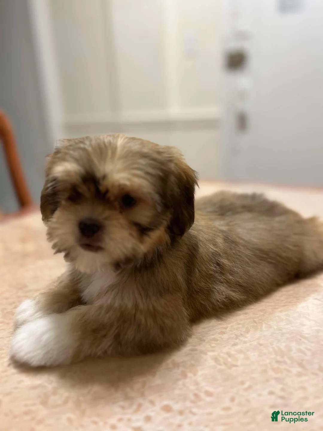 Shih Tzu dogs for sale: Jess - Ad 3