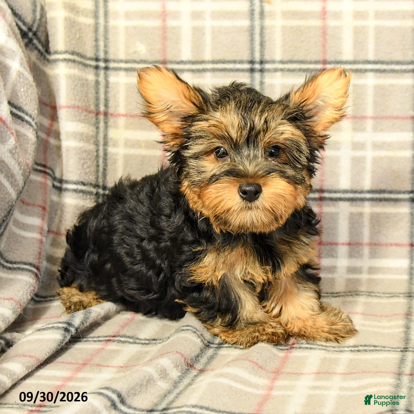 Yorkshire Terrier dogs Nolan - Ad 1