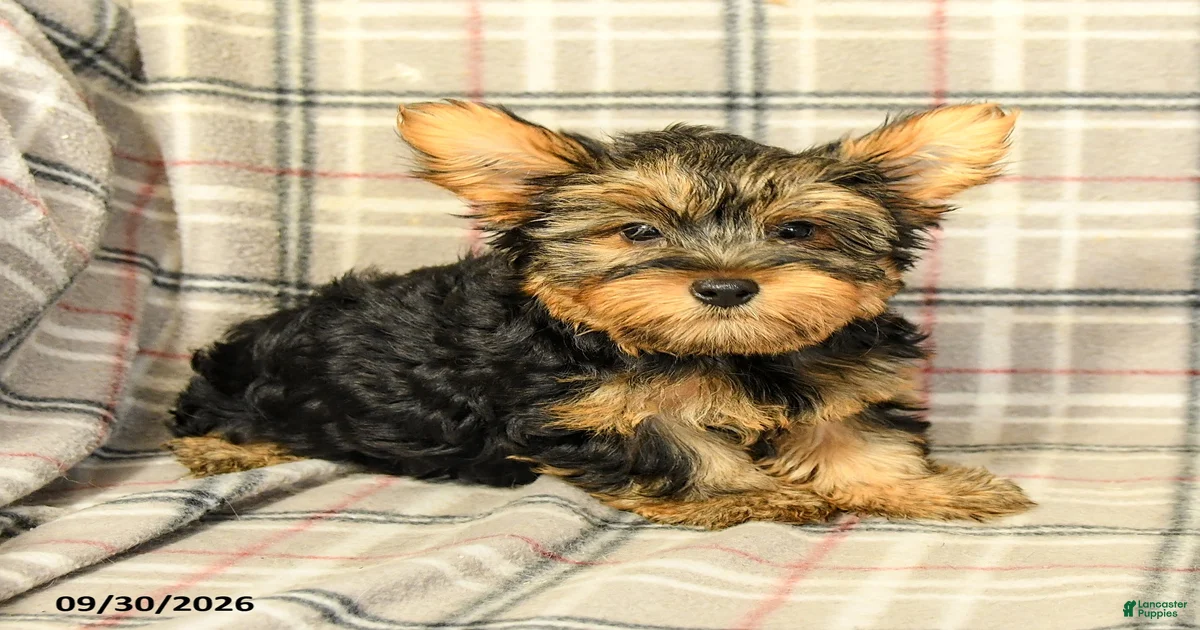 Yorkshire Terrier Puppies for sale in Philadelphia, Pennsylvania ...