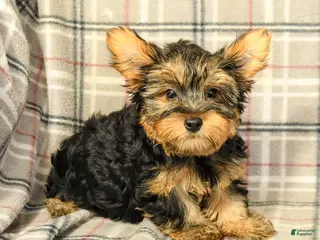 Yorkshire Terrier dogs Nolan - Ad 1