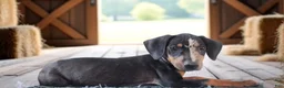 Catahoula Leopard Dog dogs for sale: Bug 2026 Male 1 - Ad 2