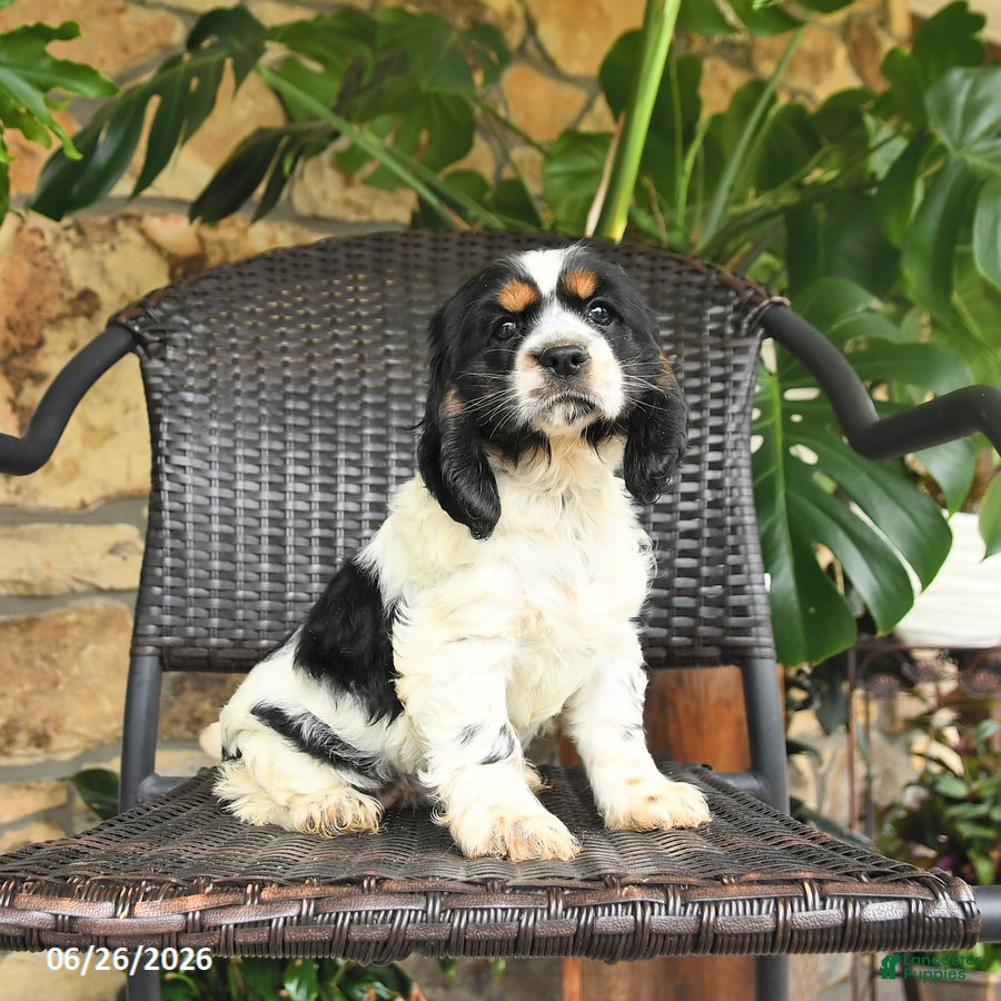 English Cocker Spaniel dogs Candy - Ad 1