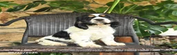 English Cocker Spaniel dogs for sale: Candy - Ad 1