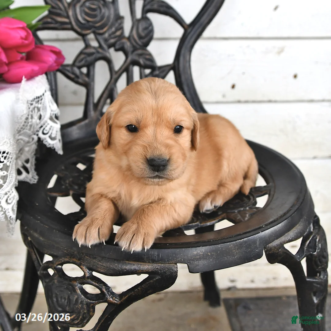 Golden Retriever dogs for sale: Maddie - Ad 1