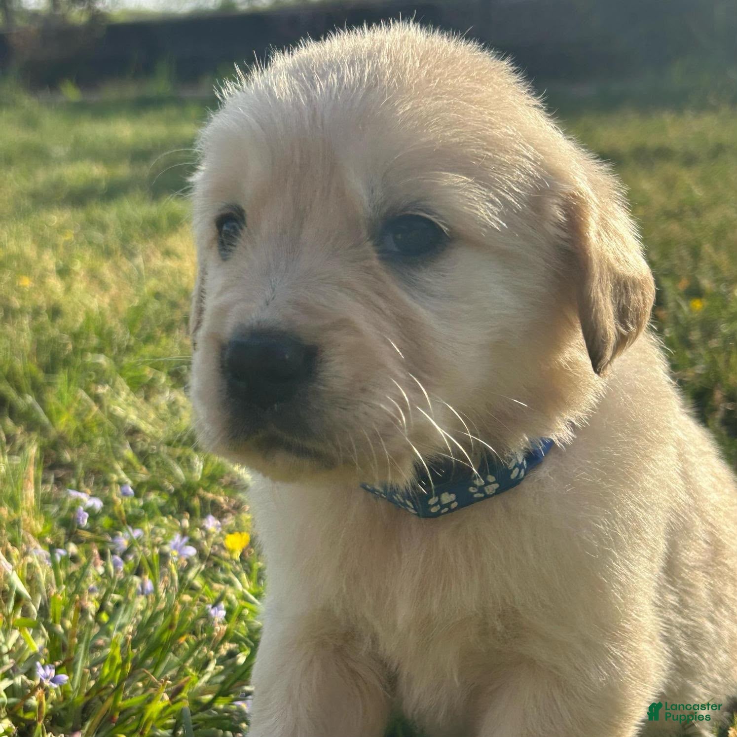 Golden Retriever dogs Rainy  - Ad 2