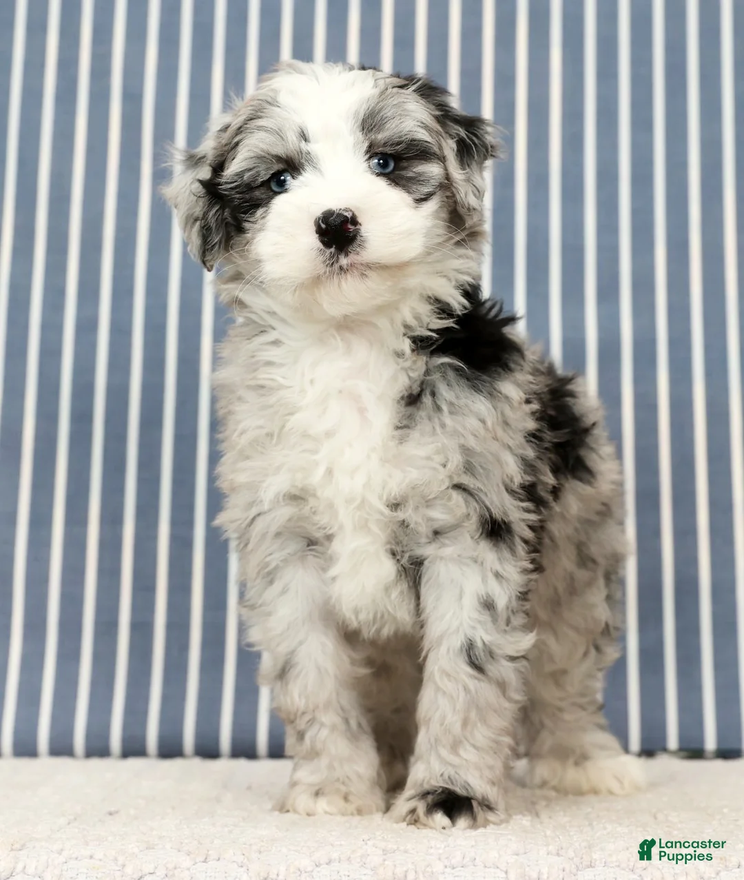 Mini Bernedoodle dogs for sale: Tansy - Ad 2