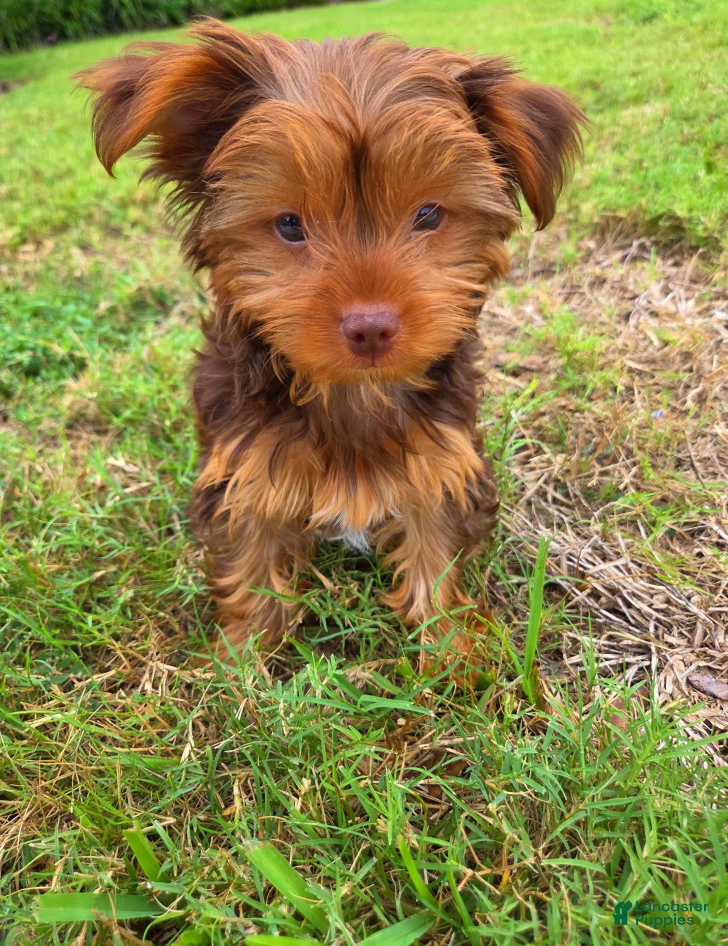 Yorkshire Terrier dogs Yorkshire Terrier 1 - Ad 37