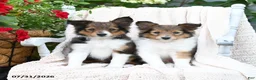 Shetland Sheepdog dogs for sale: Ann - Ad 3