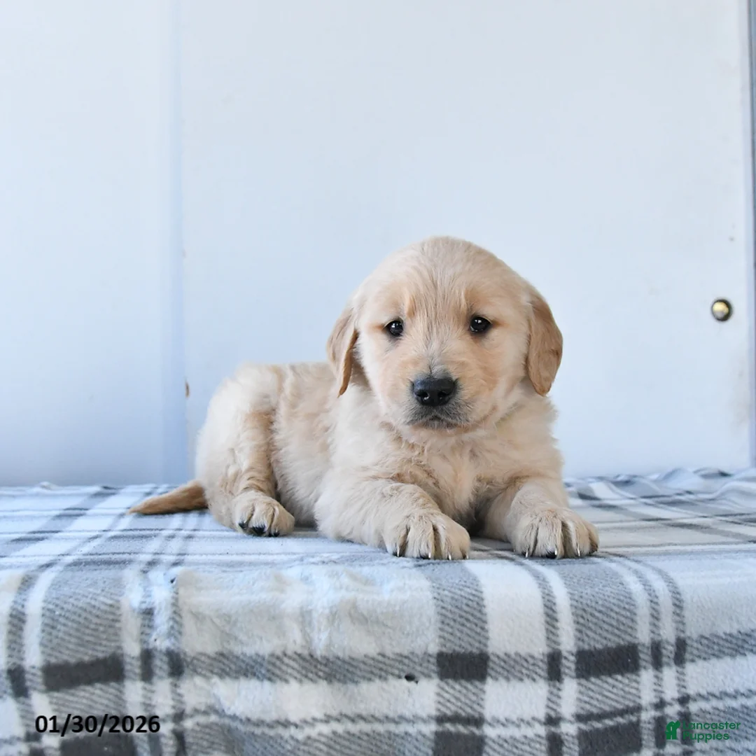 Golden Retriever dogs for sale: Rascal - Ad 3