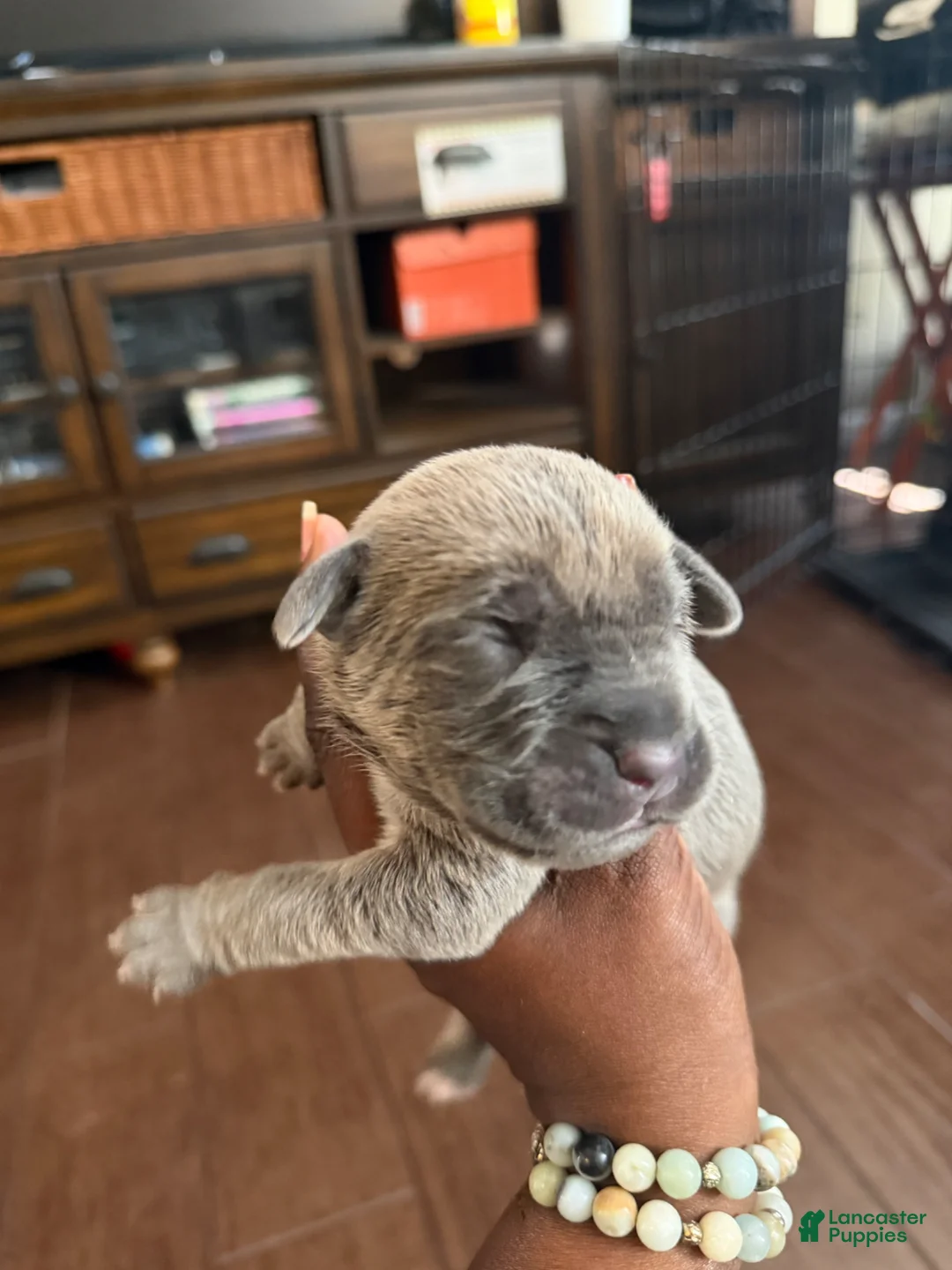 Cane Corso dogs for sale: Cane Corso Puppy 2 - Ad 2