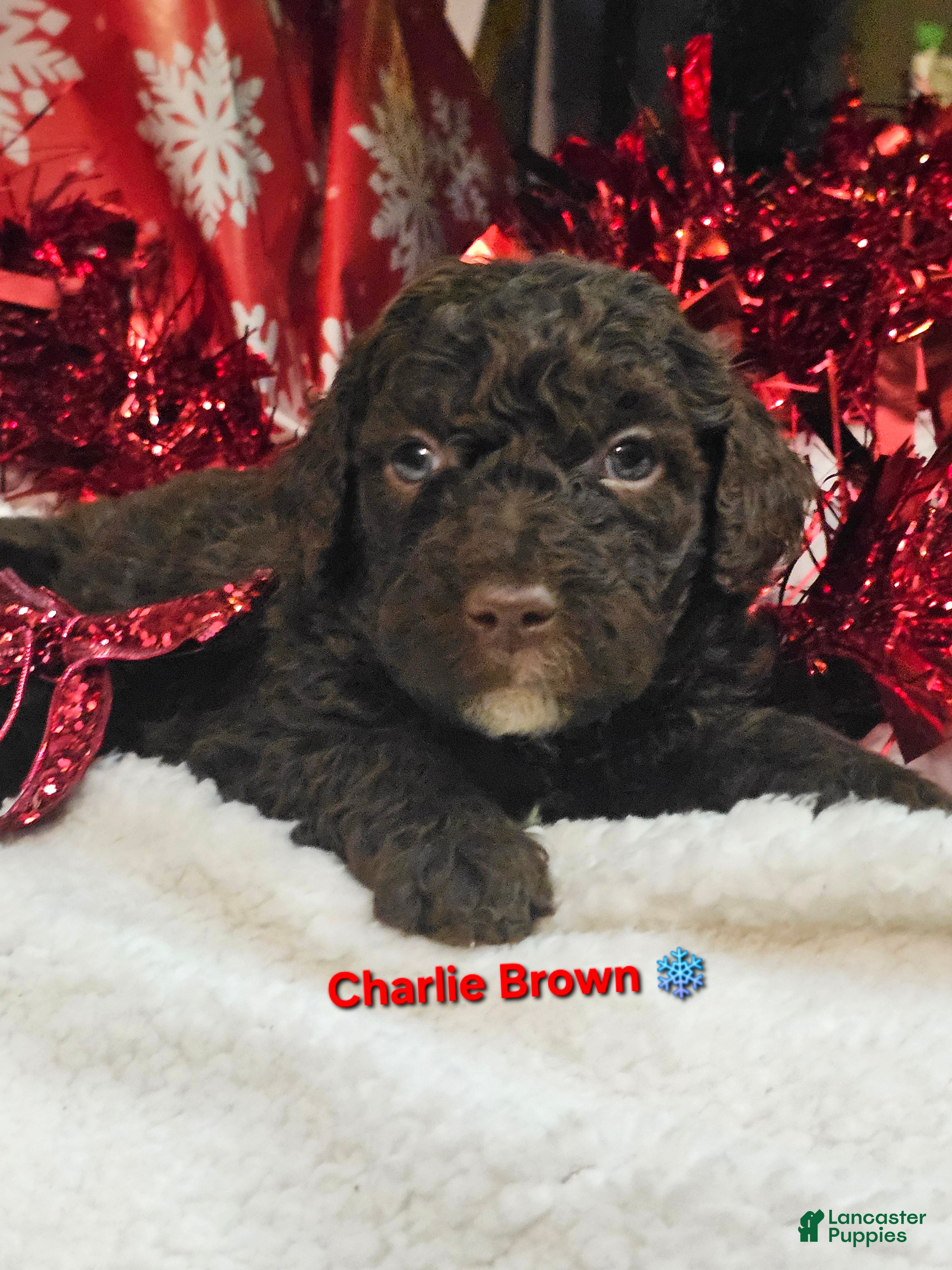 Goldendoodle dogs Charlie Brown  - Ad 4