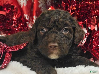 Goldendoodle dogs Charlie Brown - Ad 28