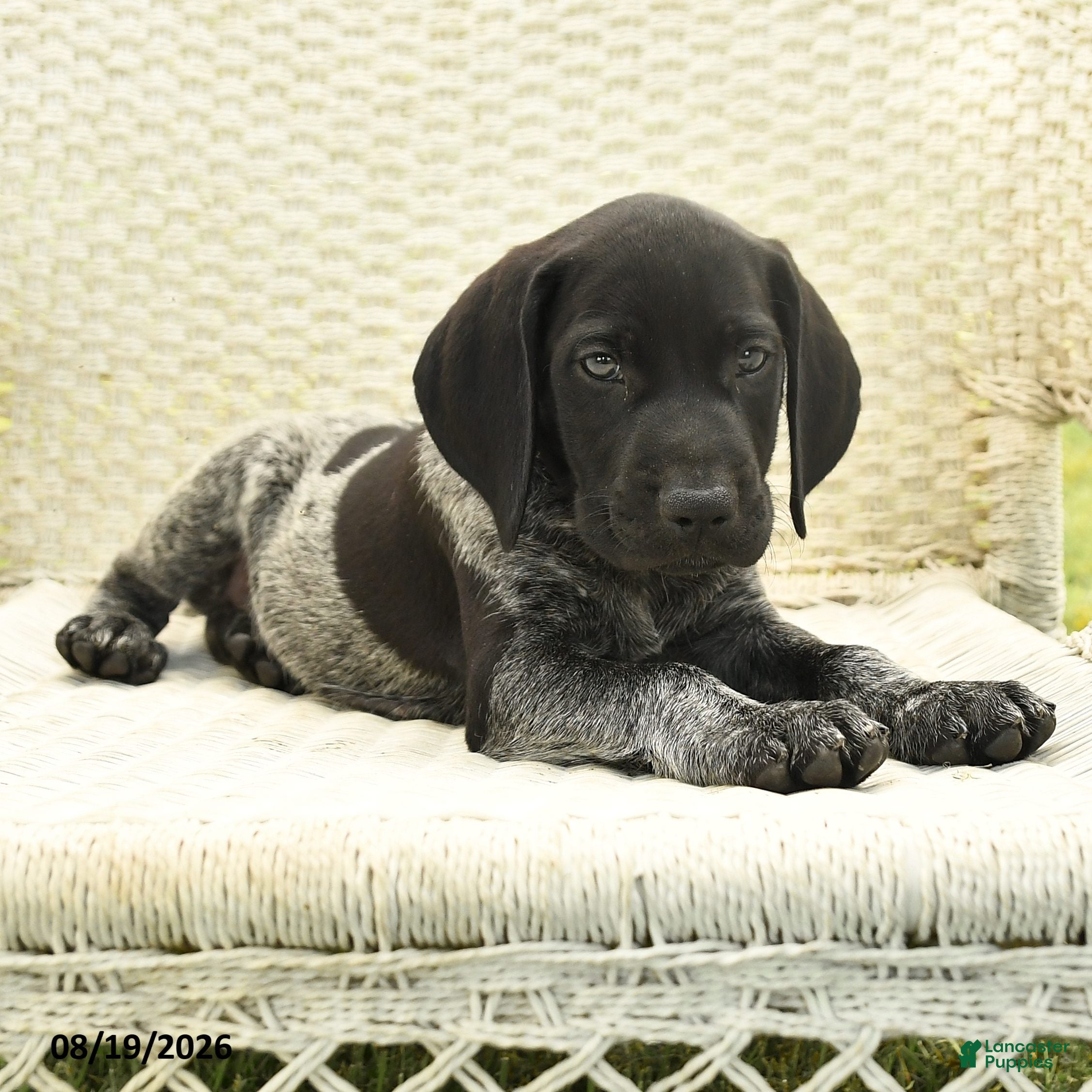 German Shorthaired Pointer dogs Hector - Ad 1
