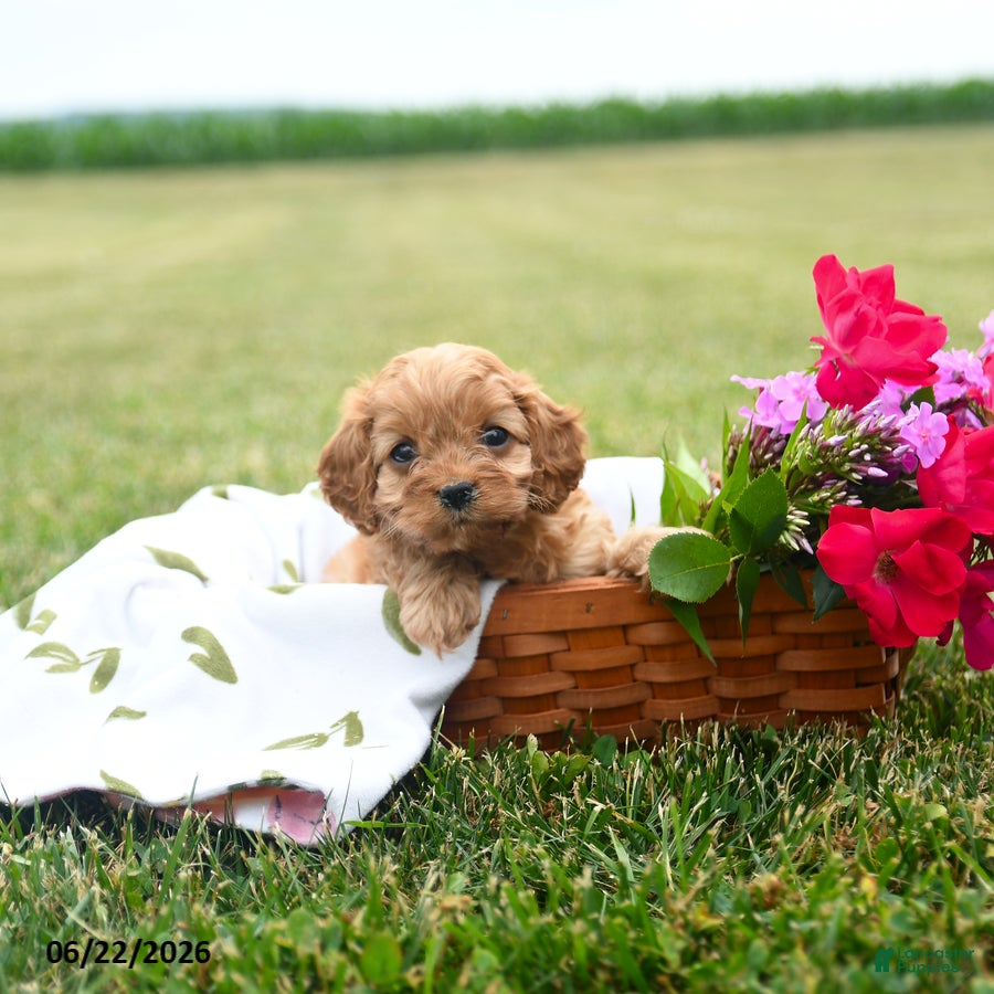 Cavapoo dogs for sale: Wiggles - Ad 1