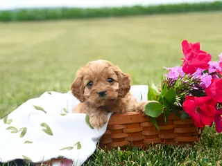 Cavapoo dogs for sale: Wiggles - Ad 1